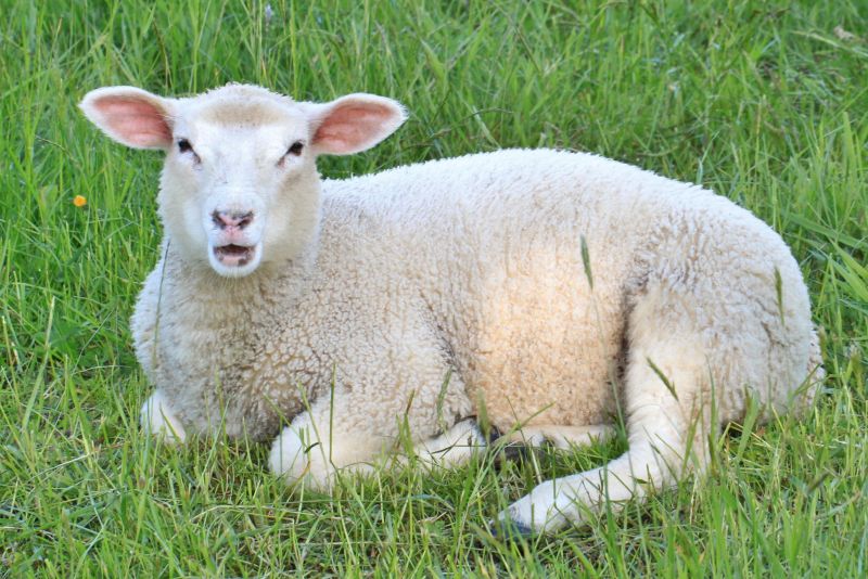 Con Cừu Hình Ảnh - Hình Ảnh & Hình Ảnh Đẹp - Pxhere