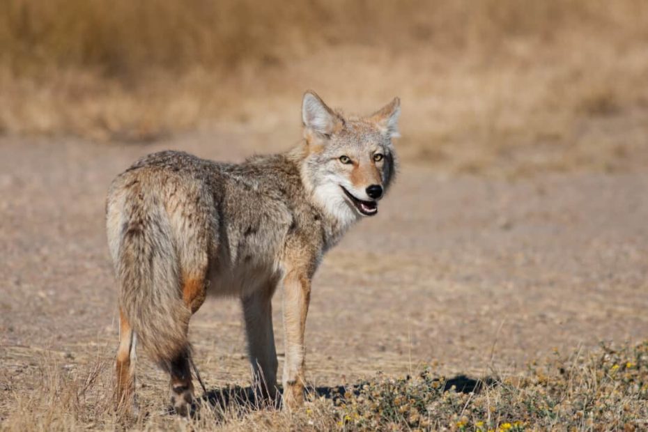 3 Best Coyote Urines To Repel Animals (And How To Use Them) - Pest Pointers