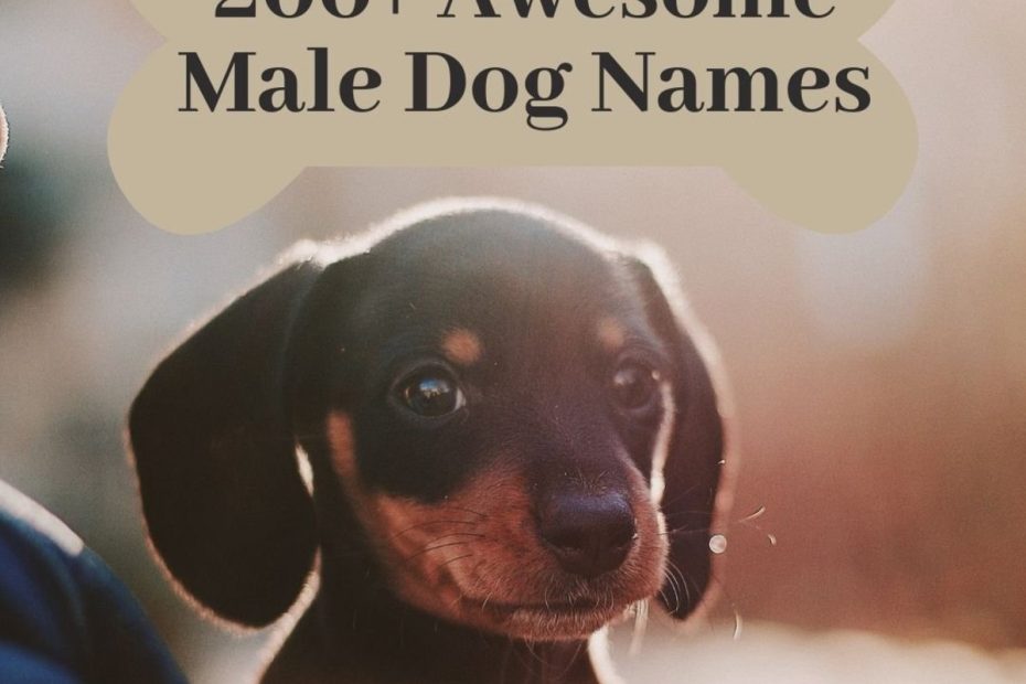 200+ Cool Male Dog Names And Meanings - Pethelpful
