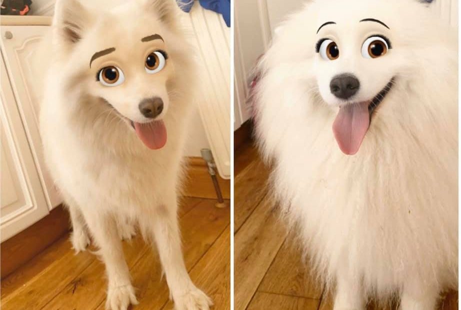 Snapchat Filter Disney Dogs | How To Use Cartoon Face On Your Pet | Radio  Times