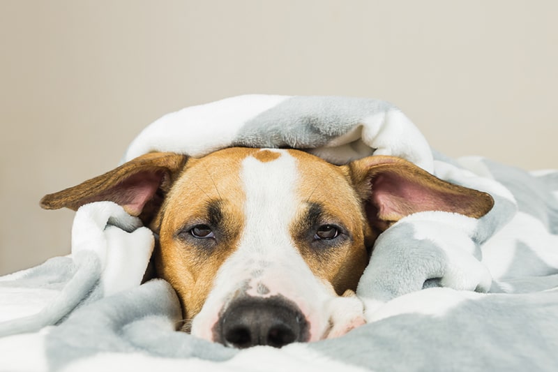 Dog Pneumonia: Know The Causes, Signs, And Treatment