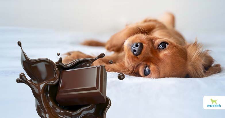 question-how-long-before-a-dog-shows-symptoms-after-eating-chocolate