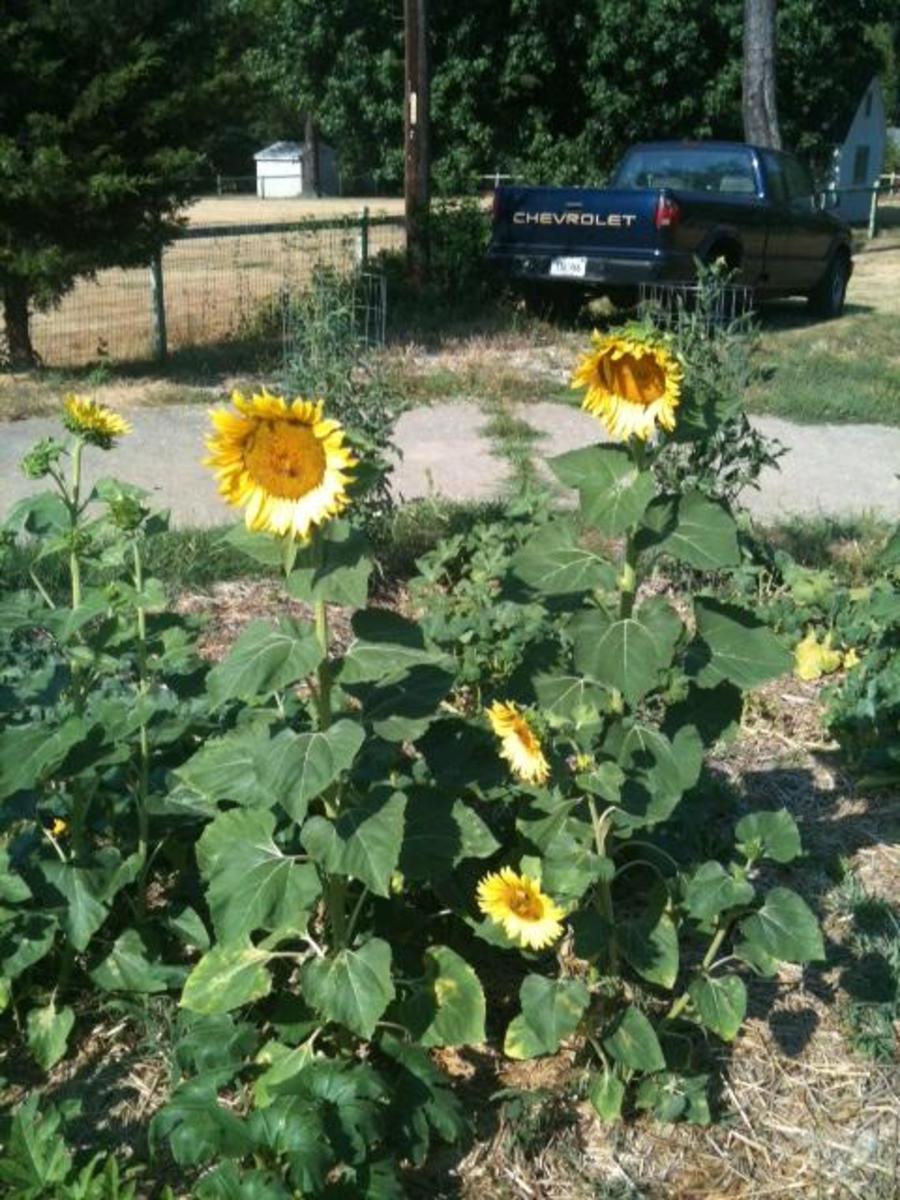 How To Grow Black Oil Sunflowers In Your Summer Garden - Hubpages