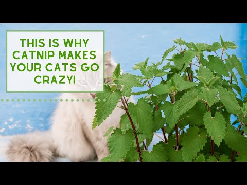 This is Why your Cats go CRAZY for CATNIP!