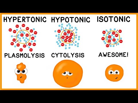 Hypertonic, Hypotonic and Isotonic Solutions!