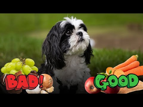 What You Can and Can't Feed Your Shih Tzu?