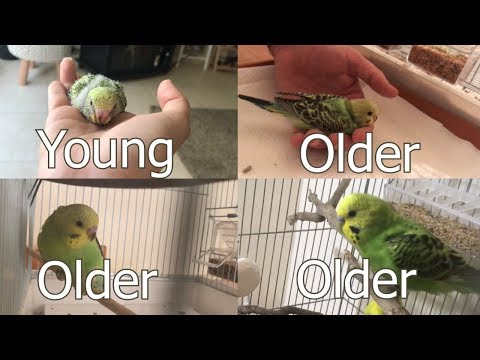 How old is your Budgie? What is your Budgie's age?