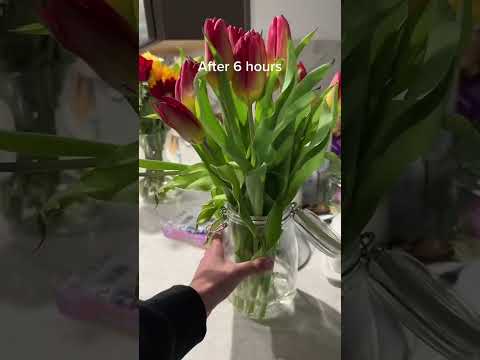Tulip Care Tips: How to Keep Your Flowers Upright and Beautiful
