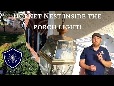 Hornet Nest INSIDE of a porch light. Watch how we treat and remove this nest